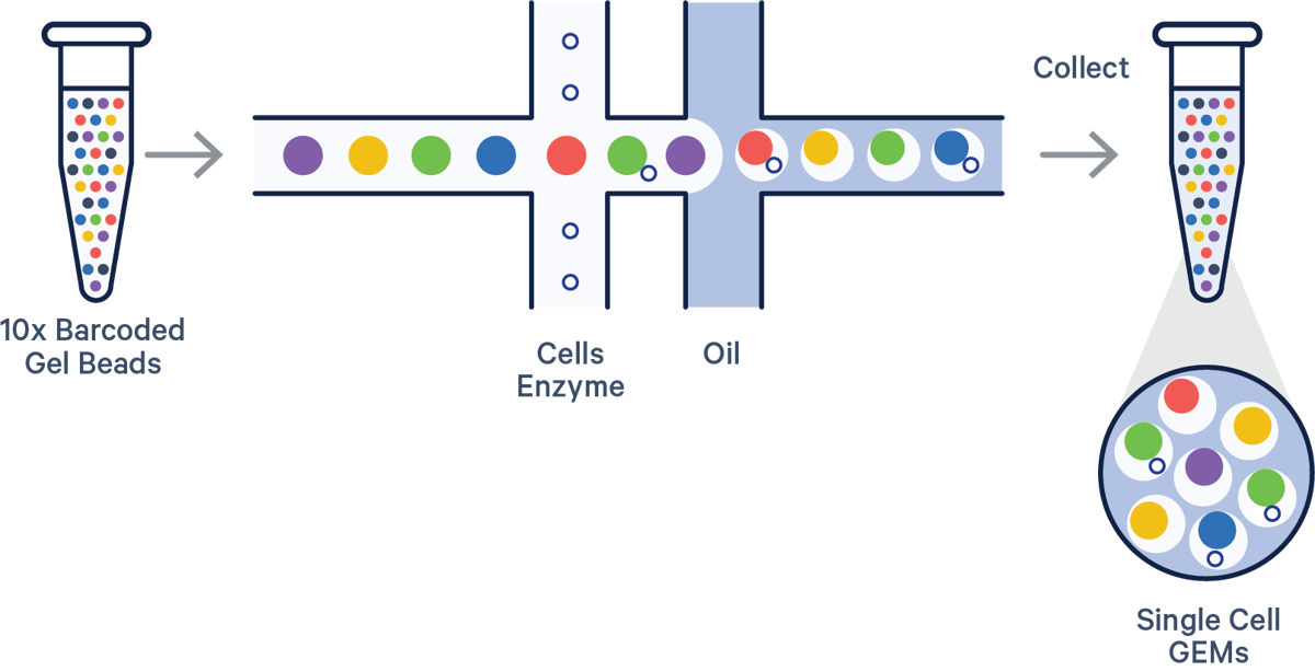 10x Genomics Single-Cell Sequencing | Psomagen