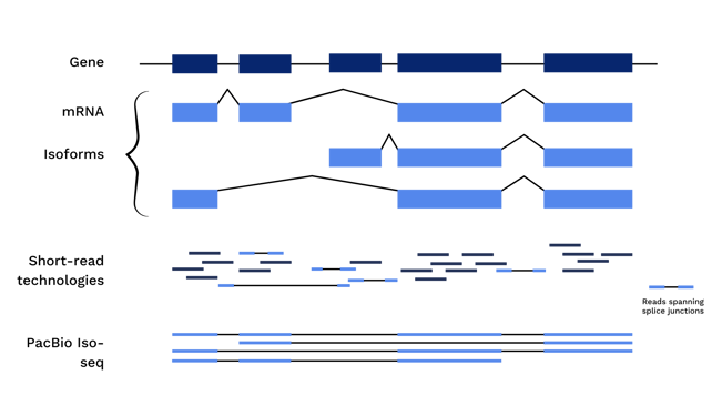 Graphic for MAS-SeqISO-Seq