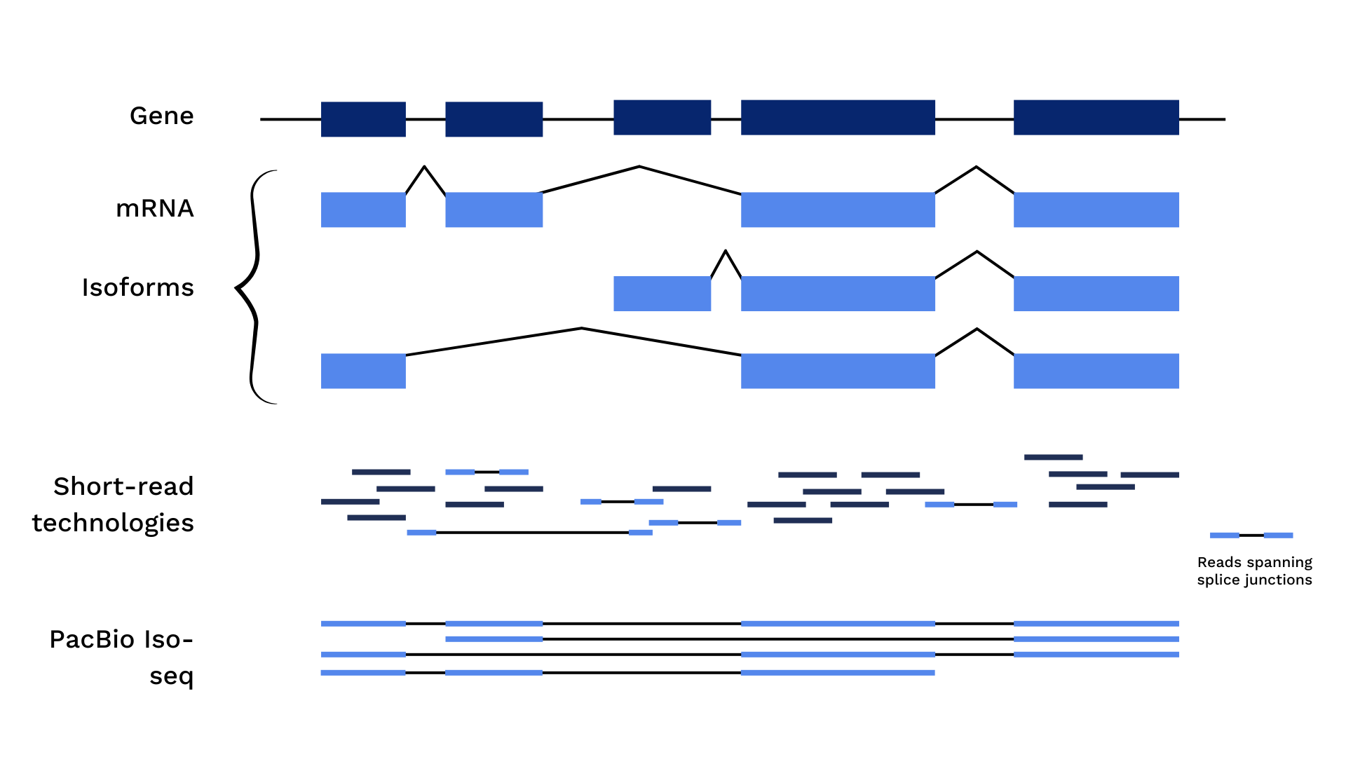 Pacbio Short Read PacBio Long-Read Single-Cell Sequencing | Psomagen