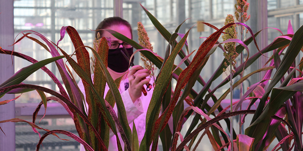 A Look into Plant DNA Analysis at the Schnable Lab in Nebraska | Psomagen