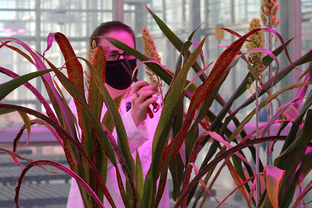 Agrigenomics