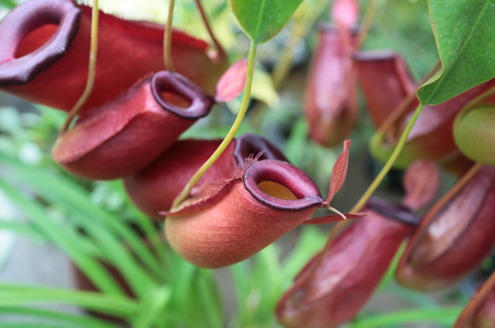 nepenthes plant