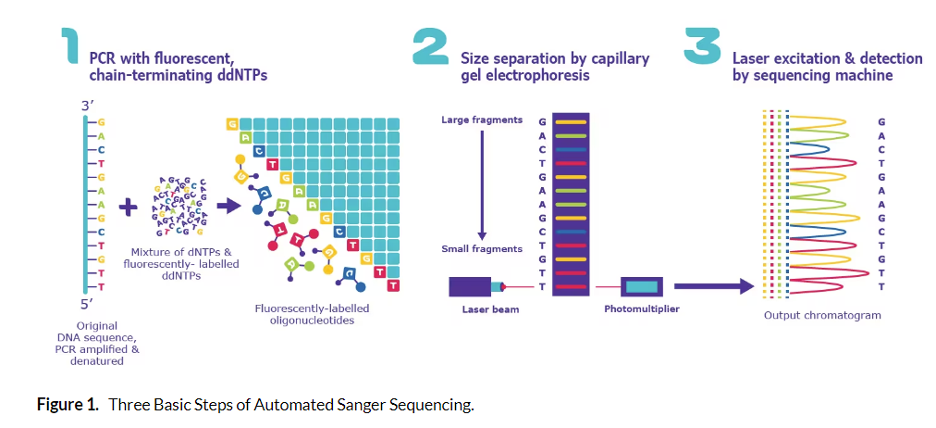 Sanger sequencing diagram from Sigma Aldrich
